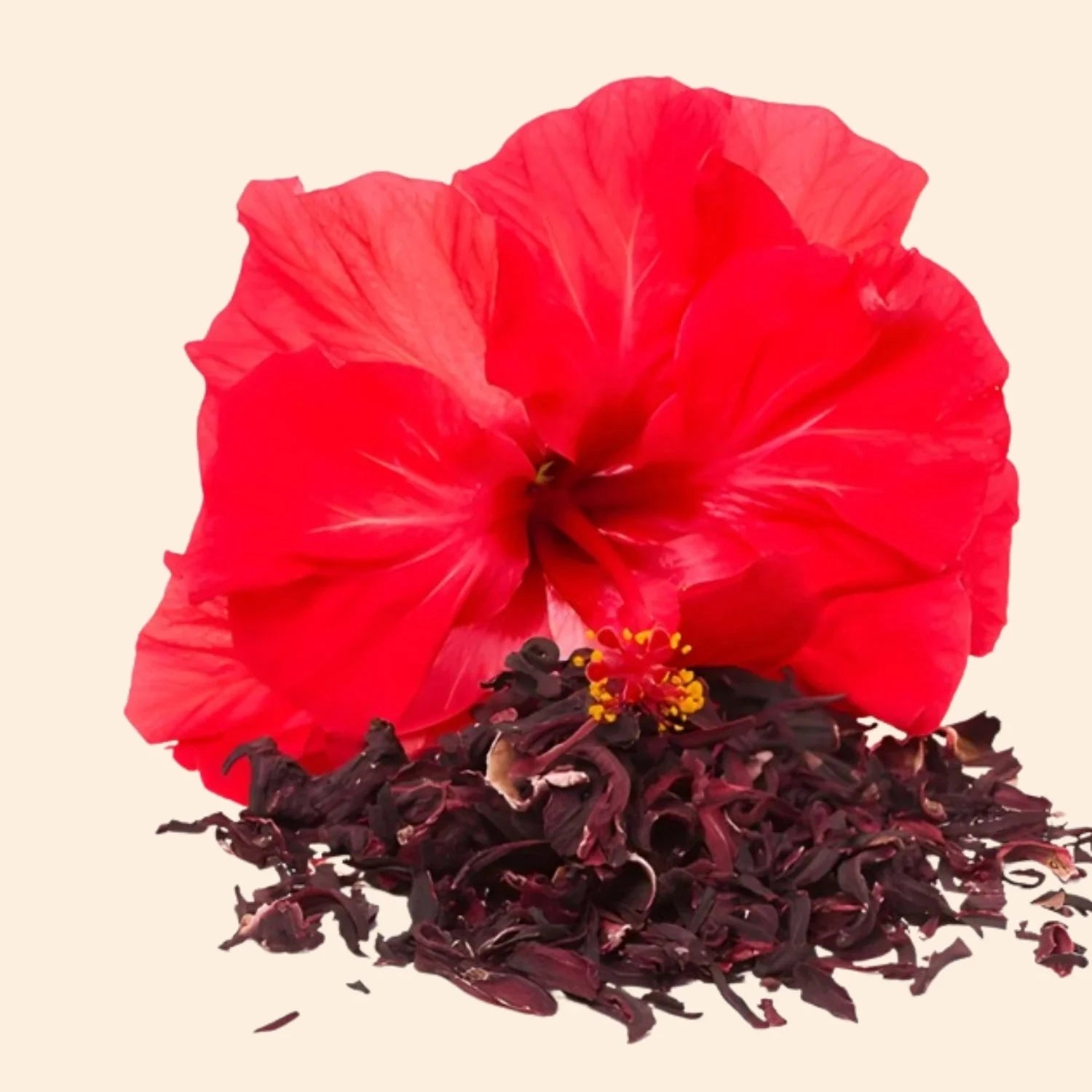 Shoprythm Dry Flower's Hibiscus Petals Dry Flower Shoprythm Dry Flower's Hibiscus Petals Dry Flower